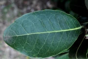 <strong>Salicaceae - Homalium paniculatum - (Lam.) Benth.</strong><br />© Sarrailh Jean-Michel / CIRAD
