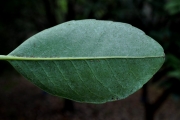 <strong>Salicaceae - Homalium paniculatum - (Lam.) Benth.</strong><br />© Sarrailh Jean-Michel / CIRAD