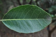 <strong>Salicaceae - Homalium paniculatum - (Lam.) Benth.</strong><br />© Sarrailh Jean-Michel / CIRAD