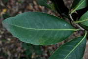 <strong>Salicaceae - Homalium paniculatum - (Lam.) Benth.</strong><br />© Sarrailh Jean-Michel / CIRAD