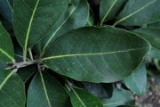 <strong>Salicaceae - Homalium paniculatum - (Lam.) Benth.</strong><br />© Sarrailh Jean-Michel / CIRAD