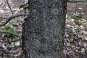 <strong>Salicaceae - Homalium paniculatum - (Lam.) Benth.</strong><br />© Sarrailh Jean-Michel / CIRAD