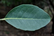 <strong>Salicaceae - Homalium paniculatum - (Lam.) Benth.</strong><br />© Sarrailh Jean-Michel / CIRAD