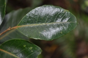 <strong>Salicaceae - Homalium paniculatum - (Lam.) Benth.</strong><br />© Sarrailh Jean-Michel / CIRAD