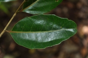 <strong>Salicaceae - Homalium paniculatum - (Lam.) Benth.</strong><br />© Sarrailh Jean-Michel / CIRAD