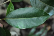 <strong>Salicaceae - Homalium paniculatum - (Lam.) Benth.</strong><br />© Sarrailh Jean-Michel / CIRAD