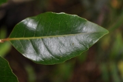 <strong>Salicaceae - Homalium paniculatum - (Lam.) Benth.</strong><br />© Sarrailh Jean-Michel / CIRAD