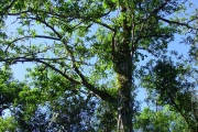 <strong>Hernandiaceae - Hernandia mascarenensis - (Meisn.) Kubitzki</strong><br />© Sarrailh Jean-Michel / CIRAD