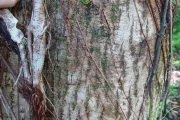 <strong>Hernandiaceae - Hernandia mascarenensis - (Meisn.) Kubitzki</strong><br />© Sarrailh Jean-Michel / CIRAD