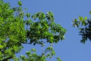 <strong>Hernandiaceae - Hernandia mascarenensis - (Meisn.) Kubitzki</strong><br />© Sarrailh Jean-Michel / CIRAD
