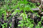 <strong>Hernandiaceae - Hernandia mascarenensis - (Meisn.) Kubitzki</strong><br />© Sarrailh Jean-Michel / CIRAD
