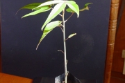 <strong>Hernandiaceae - Hernandia mascarenensis - (Meisn.) Kubitzki</strong><br />© Sarrailh Jean-Michel / CIRAD