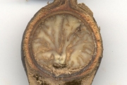 <strong>Hernandiaceae - Hernandia mascarenensis - (Meisn.) Kubitzki</strong><br />© Sarrailh Jean-Michel / CIRAD