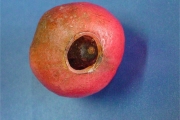 <strong>Hernandiaceae - Hernandia mascarenensis - (Meisn.) Kubitzki</strong><br />© Sarrailh Jean-Michel / CIRAD