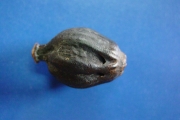 <strong>Hernandiaceae - Hernandia mascarenensis - (Meisn.) Kubitzki</strong><br />© Sarrailh Jean-Michel / CIRAD
