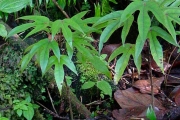<strong>Hernandiaceae - Hernandia mascarenensis - (Meisn.) Kubitzki</strong><br />© Sarrailh Jean-Michel / CIRAD