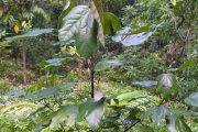 <strong>Hernandiaceae - Hernandia mascarenensis - (Meisn.) Kubitzki</strong><br />© Sarrailh Jean-Michel / CIRAD