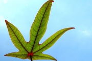 <strong>Hernandiaceae - Hernandia mascarenensis - (Meisn.) Kubitzki</strong><br />© Sarrailh Jean-Michel / CIRAD