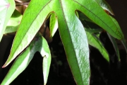 <strong>Hernandiaceae - Hernandia mascarenensis - (Meisn.) Kubitzki</strong><br />© Sarrailh Jean-Michel / CIRAD