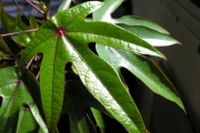 <strong>Hernandiaceae - Hernandia mascarenensis - (Meisn.) Kubitzki</strong><br />© Sarrailh Jean-Michel / CIRAD