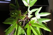 <strong>Hernandiaceae - Hernandia mascarenensis - (Meisn.) Kubitzki</strong><br />© Sarrailh Jean-Michel / CIRAD