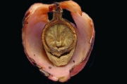<strong>Hernandiaceae - Hernandia mascarenensis - (Meisn.) Kubitzki</strong><br />© Sarrailh Jean-Michel / CIRAD