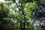<strong>Hernandiaceae - Hernandia mascarenensis - (Meisn.) Kubitzki</strong><br />© Sarrailh Jean-Michel / CIRAD