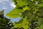 <strong>Hernandiaceae - Hernandia mascarenensis - (Meisn.) Kubitzki</strong><br />© Sarrailh Jean-Michel / CIRAD
