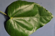 <strong>Hernandiaceae - Hernandia mascarenensis - (Meisn.) Kubitzki</strong><br />© Sarrailh Jean-Michel / CIRAD
