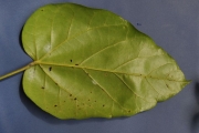 <strong>Hernandiaceae - Hernandia mascarenensis - (Meisn.) Kubitzki</strong><br />© Sarrailh Jean-Michel / CIRAD