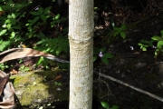 <strong>Hernandiaceae - Hernandia mascarenensis - (Meisn.) Kubitzki</strong><br />© Sarrailh Jean-Michel / CIRAD