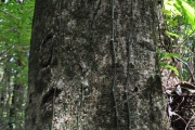 <strong>Hernandiaceae - Hernandia mascarenensis - (Meisn.) Kubitzki</strong><br />© Sarrailh Jean-Michel / CIRAD