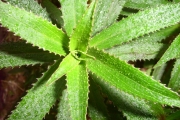<strong>Campanulaceae - Heterochaenia ensifolia - (Lam.) DC.</strong><br />© Perroud Annaïg