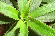 <strong>Campanulaceae - Heterochaenia ensifolia - (Lam.) DC.</strong><br />© Perroud Annaïg
