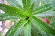 <strong>Campanulaceae - Heterochaenia ensifolia - (Lam.) DC.</strong><br />© Perroud Annaïg