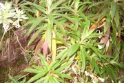 <strong>Campanulaceae - Heterochaenia ensifolia - (Lam.) DC.</strong><br />© Perroud Annaïg