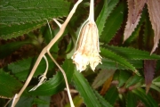 <strong>Campanulaceae - Heterochaenia ensifolia - (Lam.) DC.</strong><br />© Perroud Annaïg