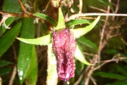 <strong>Campanulaceae - Heterochaenia ensifolia - (Lam.) DC.</strong><br />© Perroud Annaïg
