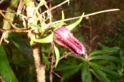 <strong>Campanulaceae - Heterochaenia ensifolia - (Lam.) DC.</strong><br />© Perroud Annaïg