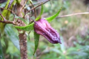 <strong>Campanulaceae - Heterochaenia ensifolia - (Lam.) DC.</strong><br />© Perroud Annaïg