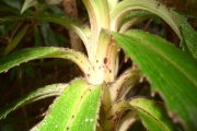 <strong>Campanulaceae - Heterochaenia ensifolia - (Lam.) DC.</strong><br />© Perroud Annaïg