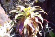 <strong>Campanulaceae - Heterochaenia rivalsii - Badré & Cadet</strong><br />© Perroud Annaïg