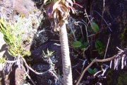 <strong>Campanulaceae - Heterochaenia rivalsii - Badré & Cadet</strong><br />© Perroud Annaïg
