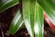 <strong>Campanulaceae - Heterochaenia rivalsii - Badré & Cadet</strong><br />© Perroud Annaïg