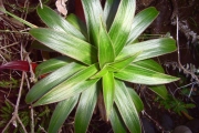 <strong>Campanulaceae - Heterochaenia rivalsii - Badré & Cadet</strong><br />© Perroud Annaïg