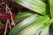 <strong>Campanulaceae - Heterochaenia rivalsii - Badré & Cadet</strong><br />© Perroud Annaïg