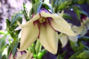 <strong>Campanulaceae - Heterochaenia rivalsii - Badré & Cadet</strong><br />© Perroud Annaïg