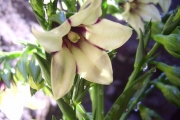<strong>Campanulaceae - Heterochaenia rivalsii - Badré & Cadet</strong><br />© Perroud Annaïg