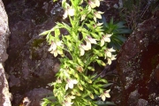 <strong>Campanulaceae - Heterochaenia rivalsii - Badré & Cadet</strong><br />© Perroud Annaïg
