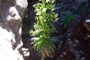 <strong>Campanulaceae - Heterochaenia rivalsii - Badré & Cadet</strong><br />© Perroud Annaïg
